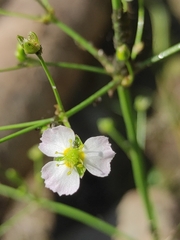 Alisma plantago-aquatica