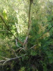 Tragopogon pratensis
