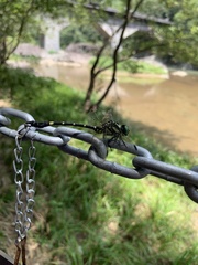 Gomphidae