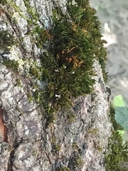 Orthotrichaceae