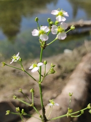 Alisma plantago-aquatica