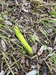 Smerinthus ocellata