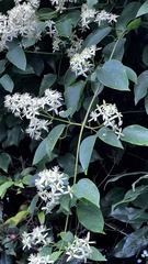 Clematis uncinata