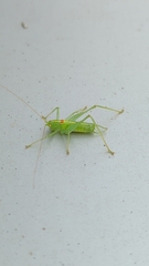 Meconema meridionale