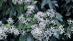 Clematis uncinata