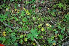 Maianthemum bifolium