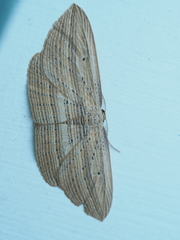 Epiphryne verriculata