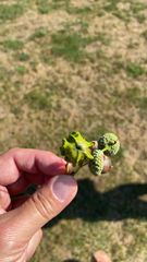 Andricus quercuscalicis