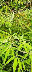 Vitex agnus-castus