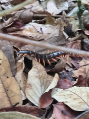 Scolopendra