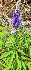 Vitex agnus-castus