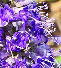 Vitex agnus-castus