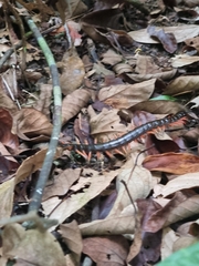Scolopendra