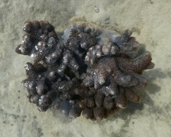 Cladiella