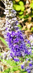 Vitex agnus-castus