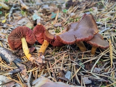 Cortinarius semisanguineus