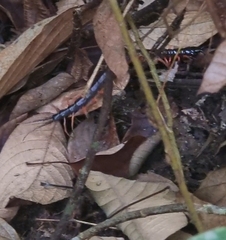 Scolopendra