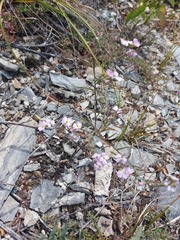 Dontostemon integrifolius