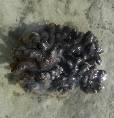 Cladiella