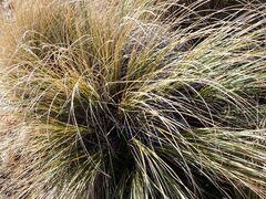 Chionochloa