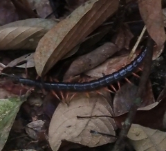 Scolopendra