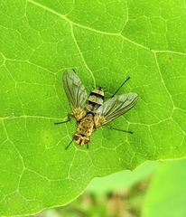 Dexiosoma caninum