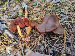 Cortinarius semisanguineus