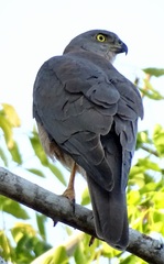 Accipiter fasciatus