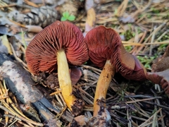 Cortinarius semisanguineus