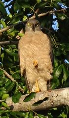 Accipiter fasciatus