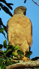 Accipiter fasciatus