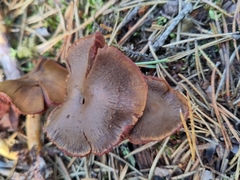 Cortinarius semisanguineus