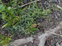 Veronica scutellata