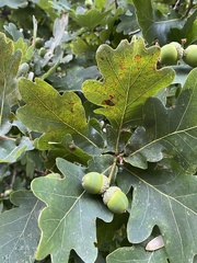 Quercus robur