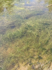 Potamogeton trichoides