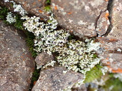 Lecanoromycetes