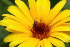 Eristalinae