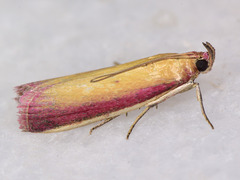 Oncocera semirubella