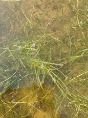 Potamogeton trichoides