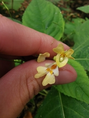 Impatiens parviflora