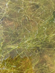 Potamogeton trichoides