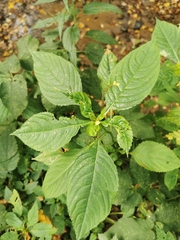 Impatiens parviflora