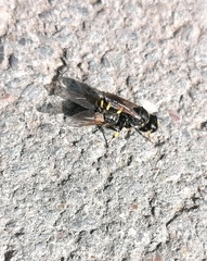 Ectemnius