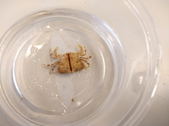 Liocarcinus pusillus