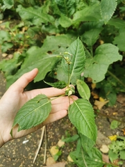 Impatiens parviflora