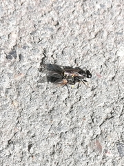Ectemnius