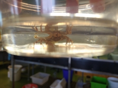 Liocarcinus pusillus