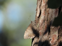 Hipparchia statilinus