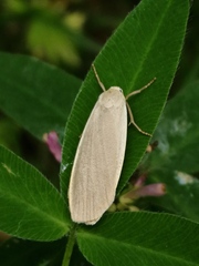 Eilema griseola