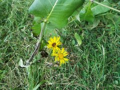 Inula